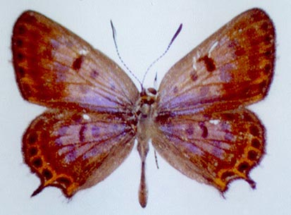 Athamanthia sogdiana, color image