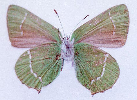 Callophris hatuma, color image