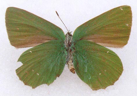 Callophris titanus, color image