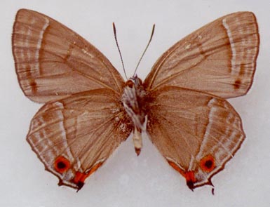 Favonius aquamarinus, holotype, color image