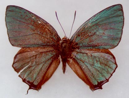 Favonius aquamarinus, holotype, color image