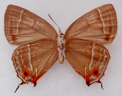 Favonius aquamarinus, paratype, female, color image