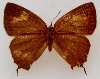 Favonius aquamarinus, paratype, female, color image