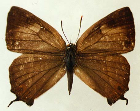 Favonius cognatus, female, upperside, color image