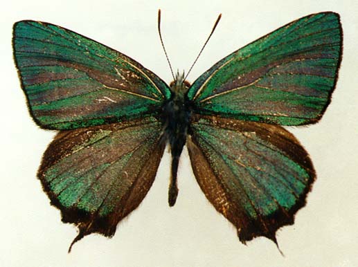 Favonius taxila, male, upperside, color image