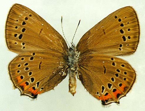 Fixsenia herzi, female, color image