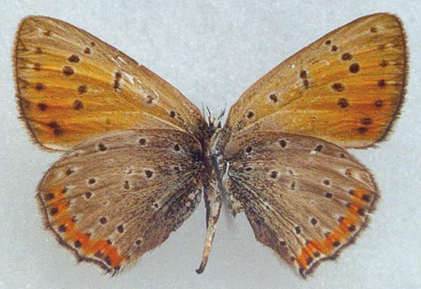 Heodes alciphron rubidus, paratype, color image
