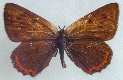 Heodes alciphron rubidus, paratype, color image
