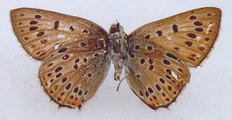 Heodes alciphron rubidus, color image