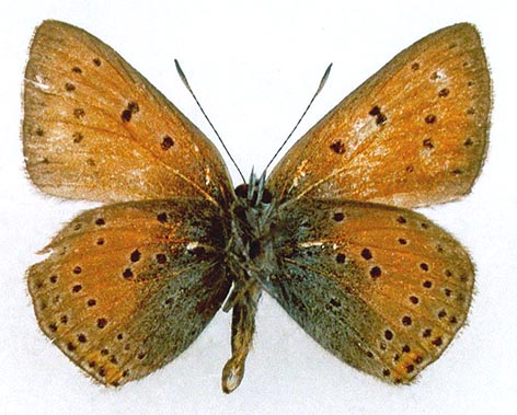 Heodes hippothoe argentifex, color image