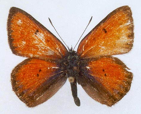 Heodes hippothoe argentifex, color image