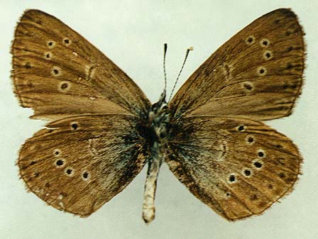 Maculinea alcon jenissejensis, male, underside, color image