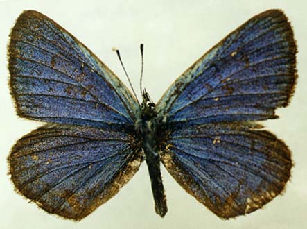 Maculinea alcon jenissejensis, male, upperside, color image