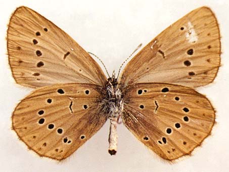 Maculinea teleius obscurata, female, underside, color image