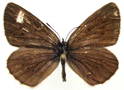 Maculinea teleius obscurata, female, upperside, color image