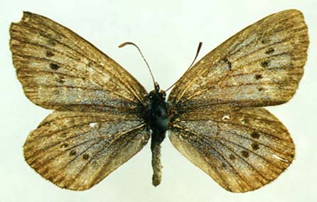 Maculinea teleius obscurata, male, upperside, color image