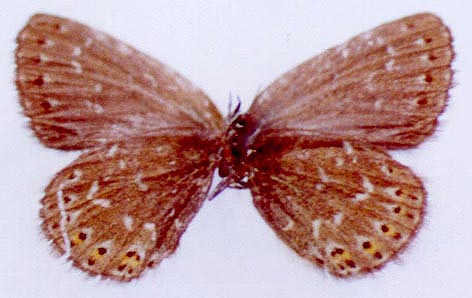 Neolycaena falkovitshi, color image