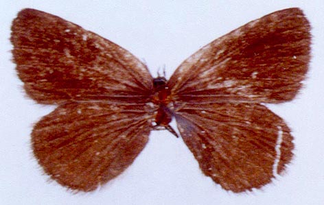 Neolycaena falkovitshi, color image