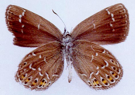 Neolycaena submontana, color image