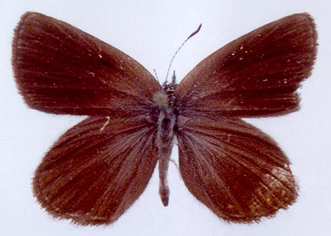 Neolycaena submontana, color image