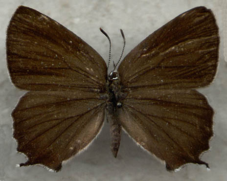 Neozephyrus japonicus, female form 0, color image