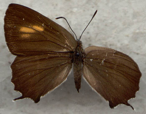 Neozephyrus japonicus, female form A, color image