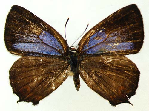Neozephyrus japonicus, female form B, color image