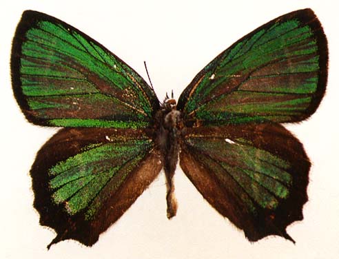 Neozephyrus japonicus, male, upperside, color image