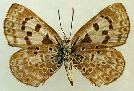 Niphanda fusca, female, underside, color image