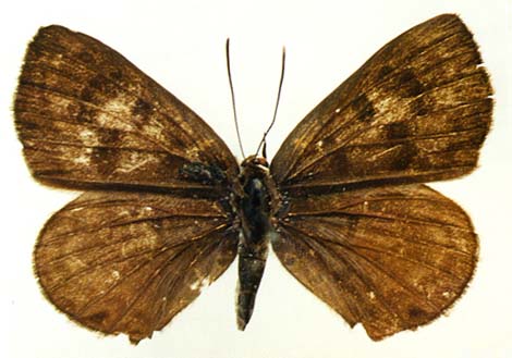 Niphanda fusca, female, upperside, color image