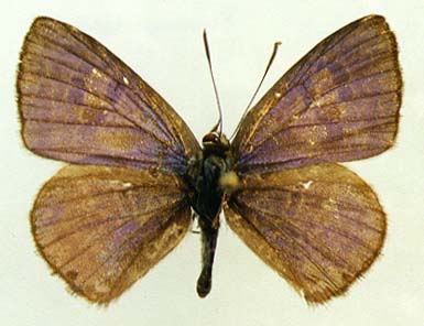 Niphanda fusca, male, upperside, color image