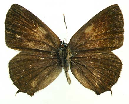 Nordmannia latior, male, upperside, color image