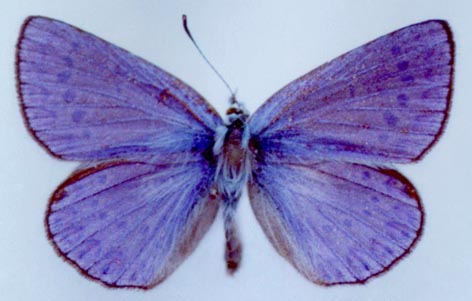 Plebejides sephyrus abchasicus, paratype, color image