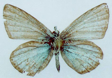 Polyommatus aloisi, paratype, color image