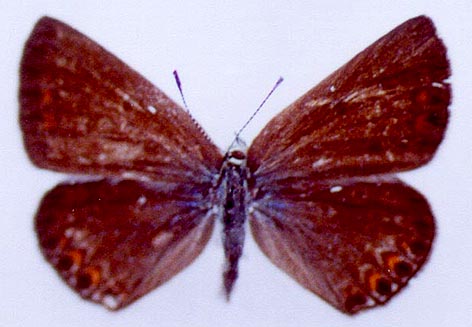 Polyommatus icarus omelkoi, paratype, color image