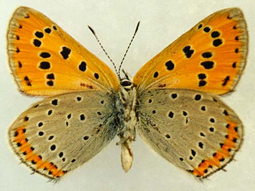 Thersamonolycaena violaceus, male, underside, color image