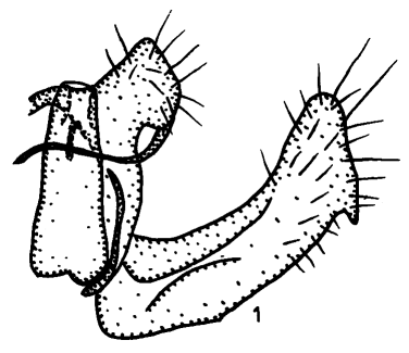 Holotype genitalia, image