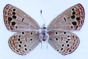 Turanana dushak, holotype, color image