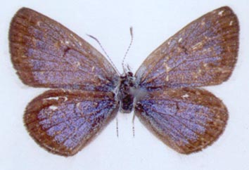 Turanana dushak, holotype, color image