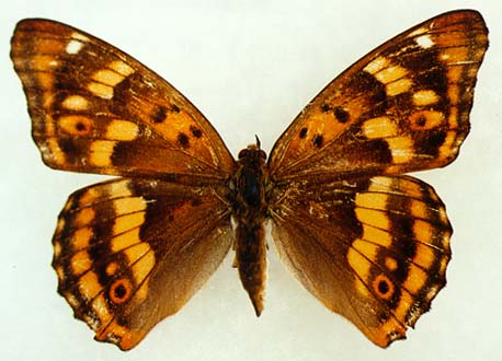 Apatura metis substituta, female, color image