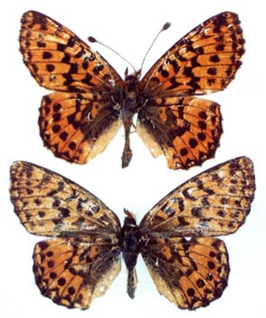 Boloria aquilonaris, upperside, color image