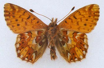Boloria pales rilaensis, color image