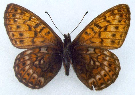 Clossiana matveevi, paratype, color image