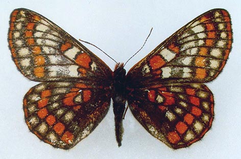 Euphydryas iduna alferakyi, color image