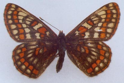 Euphydryas iduna alferakyi, color image