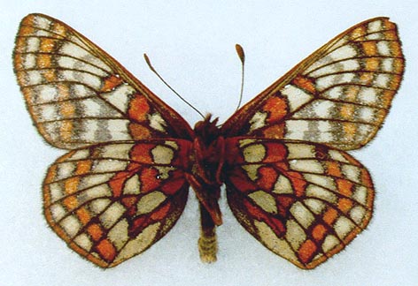 Euphydryas iduna alferakyi, holotype, color image