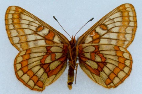 Euphydryas iduna semenovi, holotype, color image