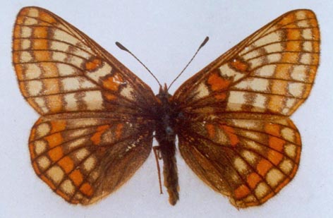 Euphydryas iduna semenovi, holotype, color image