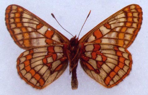 Euphydryas iduna semenovi, color image