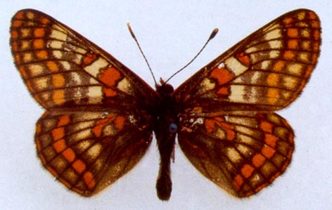 Euphydryas iduna semenovi, color image